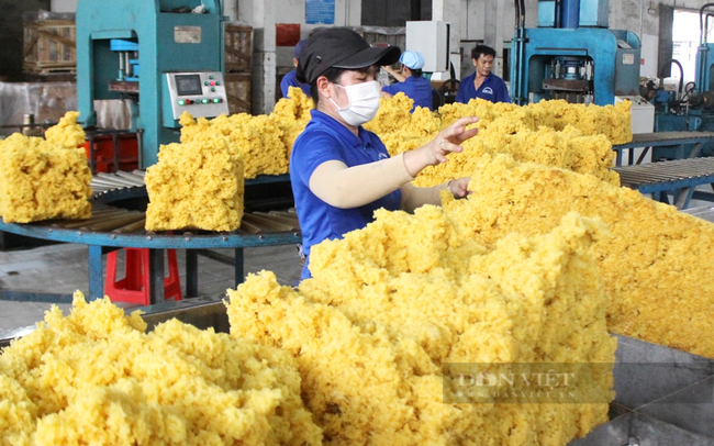 Xanh hóa “vàng trắng” Việt Nam: Ngành cao su xanh hóa quy trình sản xuất công nghiệp (Bài 3)